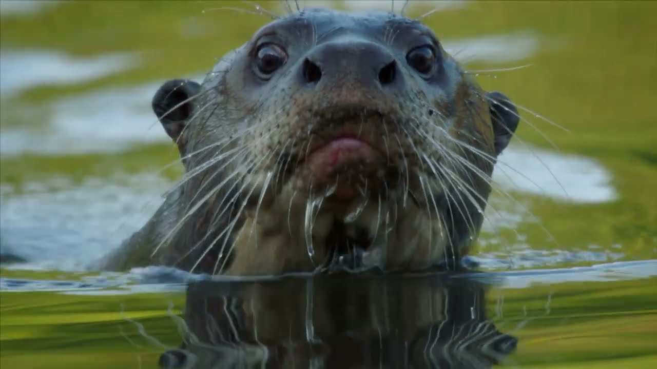 Pantanal - Braz&iacute;lia term&eacute;szeti csod&aacute;ja