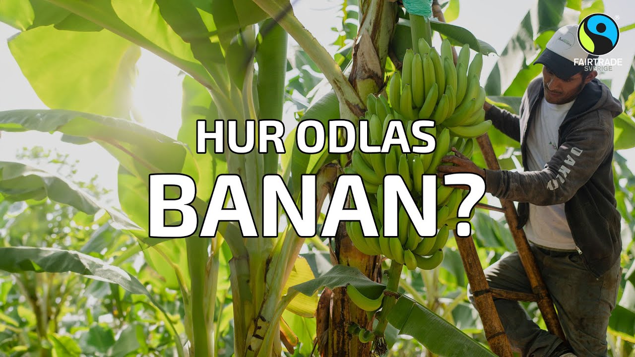 How it's made Fairtrade-Änglamarksbanan