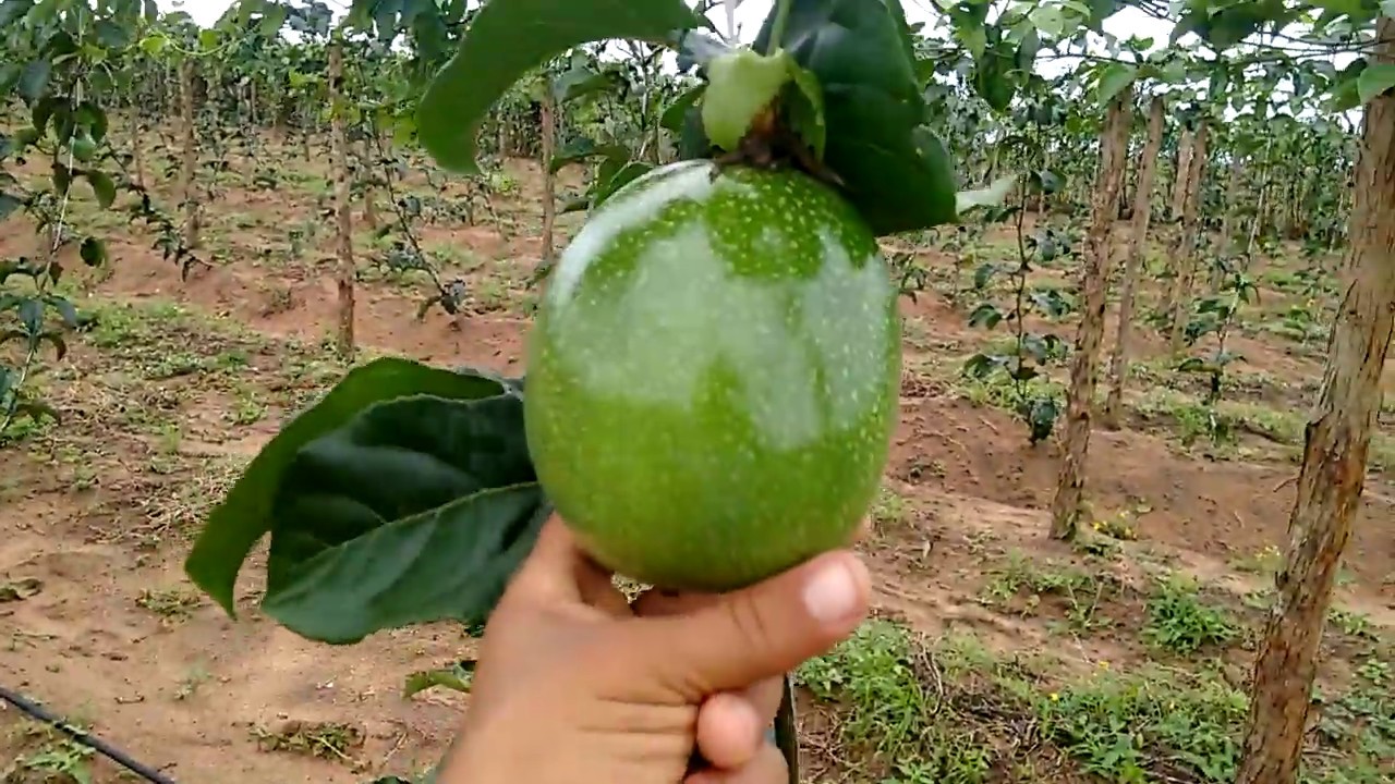 Plantação de maracujá com 83 dias 2019