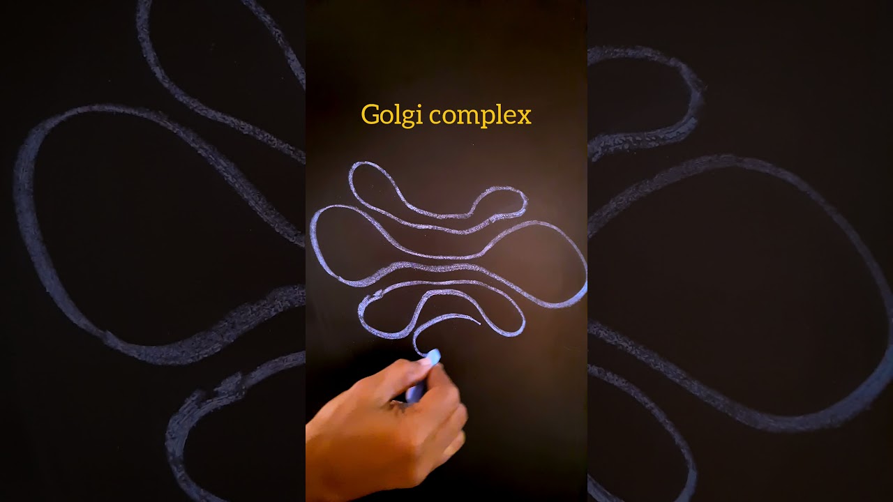 GOLGI COMPLEX