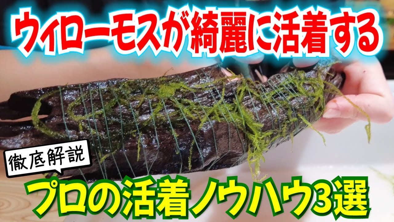 ウィローモスの巻き方＆接着＆貼り付け法を大公開！流木や石に綺麗に活着！〜アクアリウムin地球53