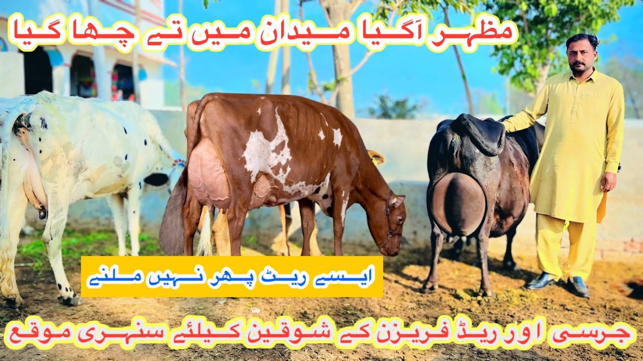 Mazhar Dairy Farm | Top Class Jersey And Red Fresian Cows | Cholistani Cross Cows | 16 February 2026