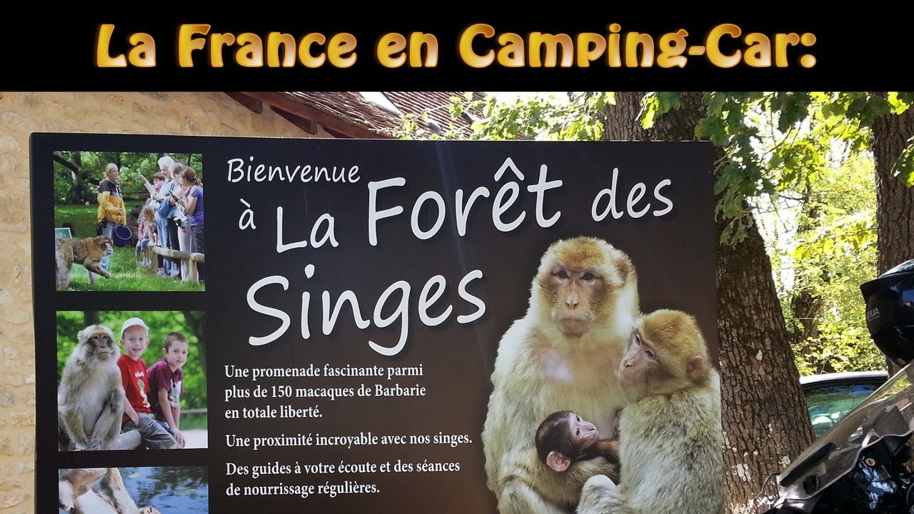 La forêt des singes (Rocamadour)