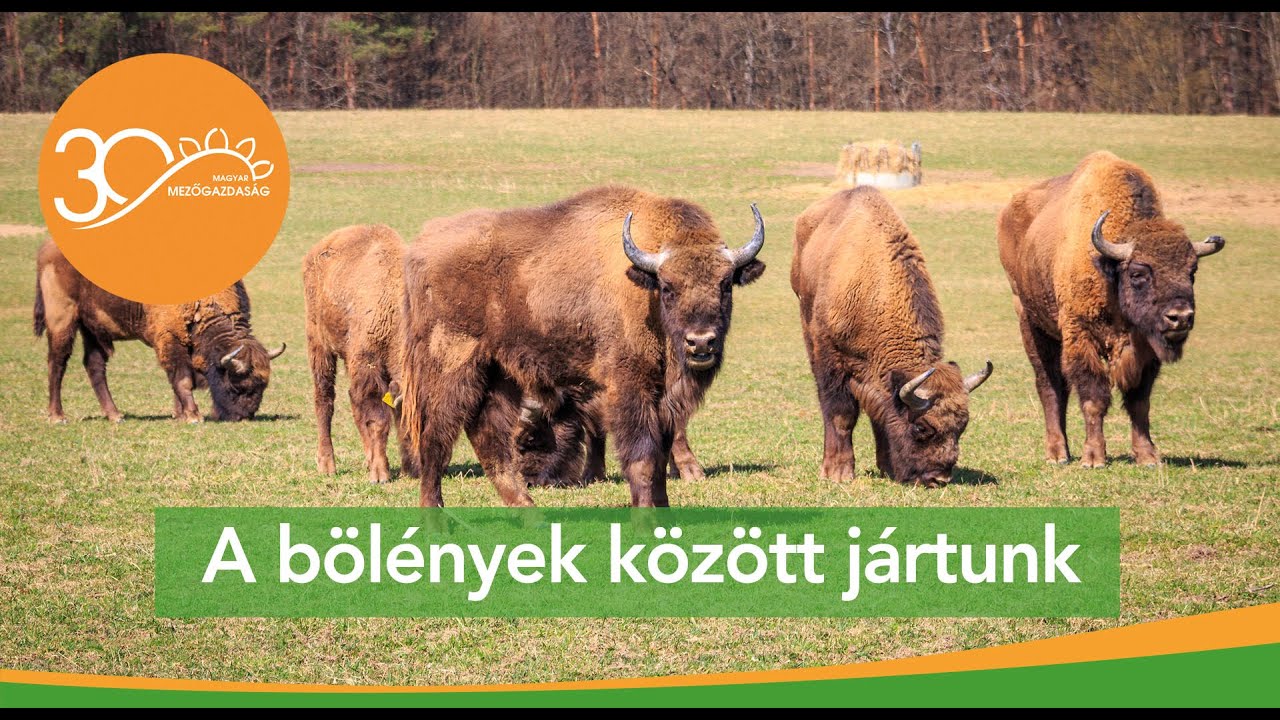 MMG - Terepjáróval a bölények között az Őrségben