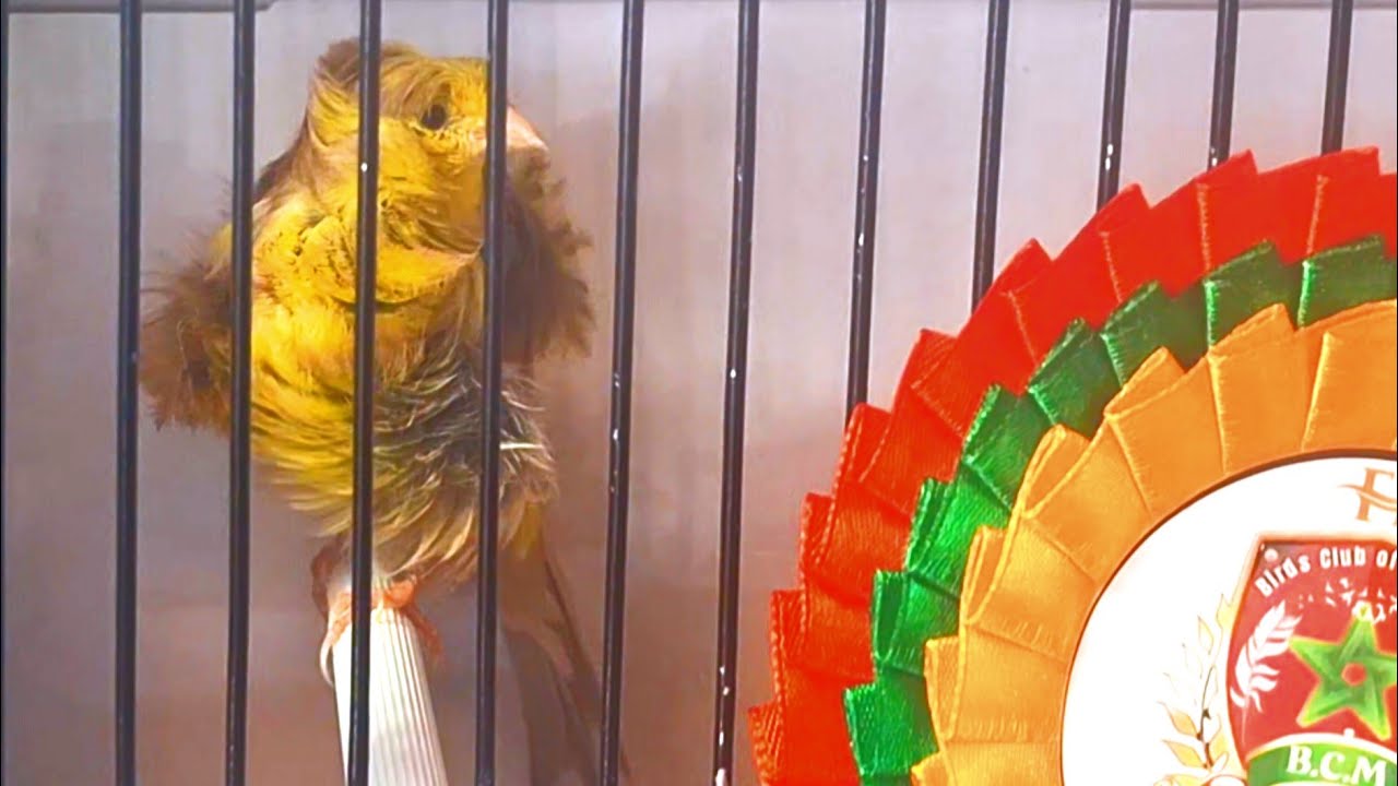 La plus grande exposition d'oiseaux de Casablanca l الروتين اليومي مقتطف من معرض الطيور
