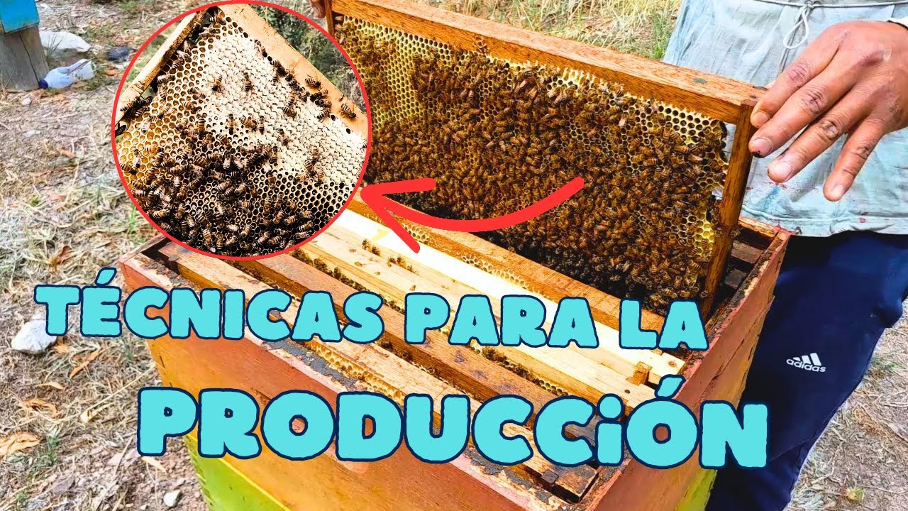 producción de miel (manejo)
