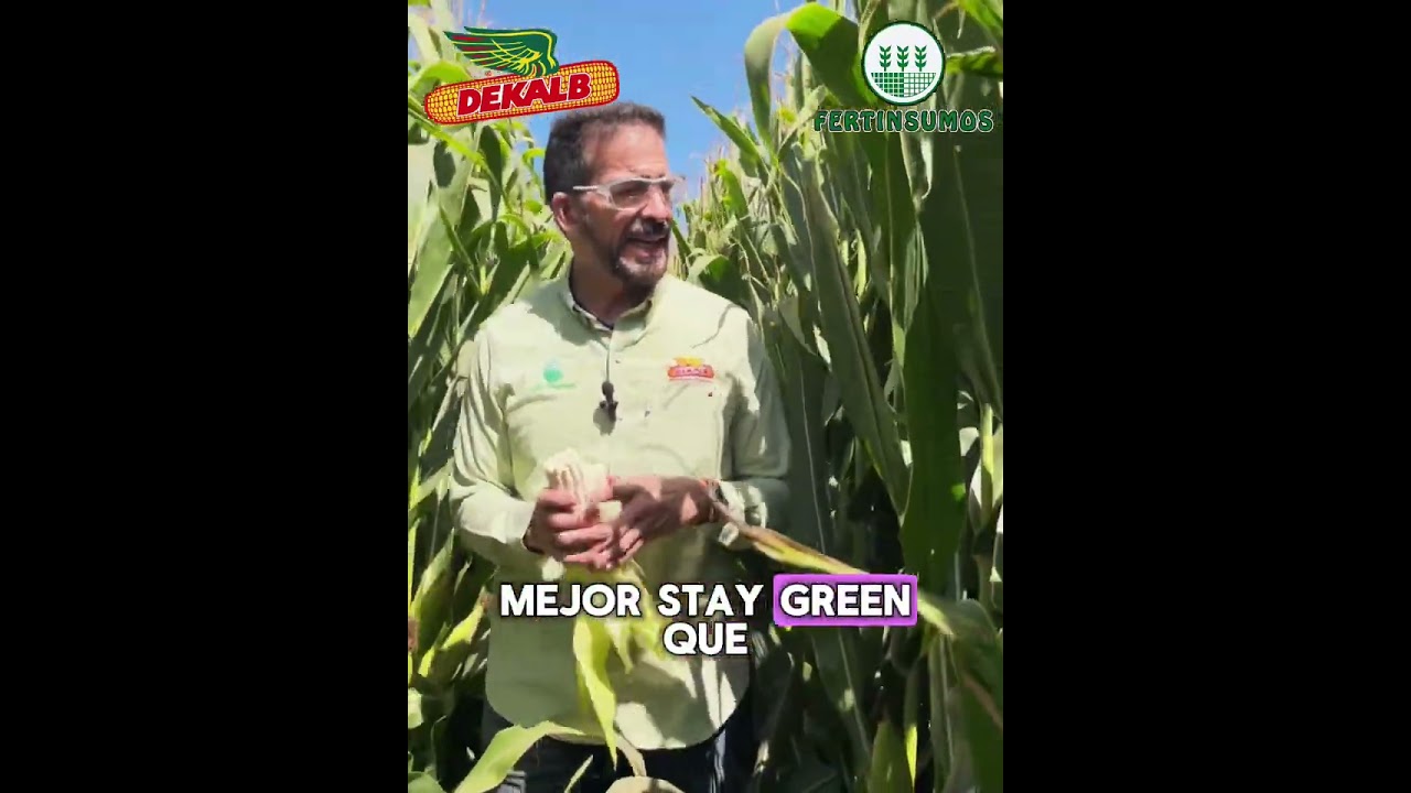NUEVO HÍBRIDO PRECEON 501 DEKALB - RECORRIDO VIRTUAL 2025 - NUTRICIÓN ISAOSA MEZCLA PLATA