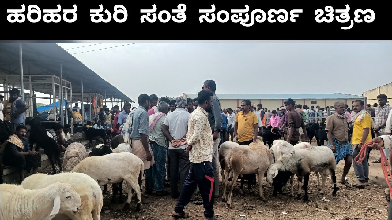 ಹರಿಹರ ಕುರಿ ಸಂತೆ | Harihara sheep market |
