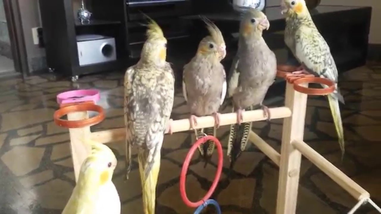 Filhotes &agrave; Venda#cockatiel #aves #calopsita