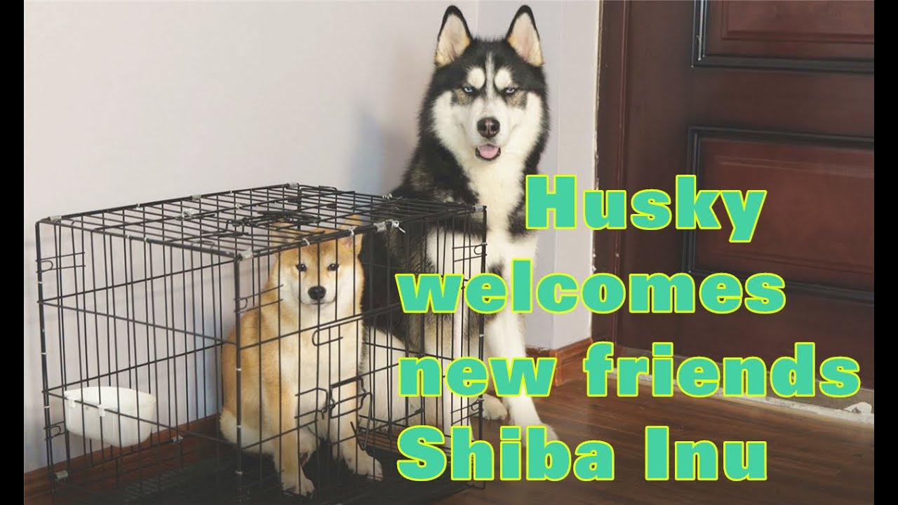 Shiba Inu comes to new home 小柴犬来新家