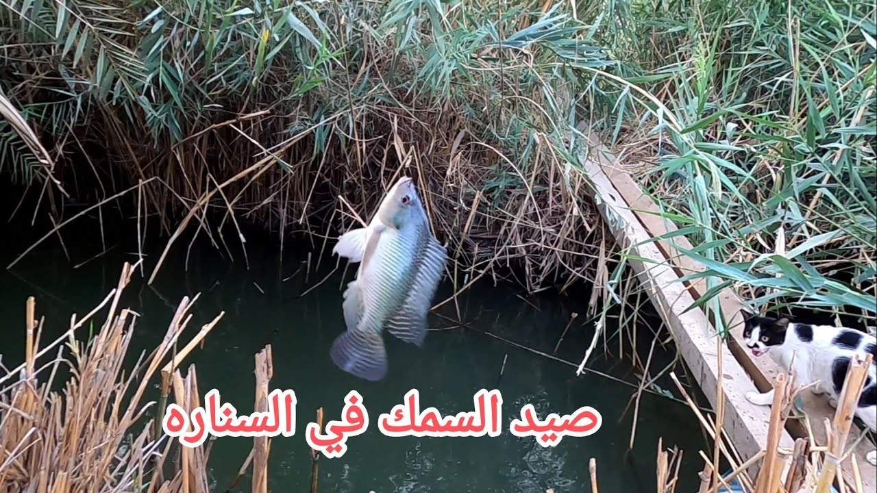 صيد السمك في السنار في البزل
