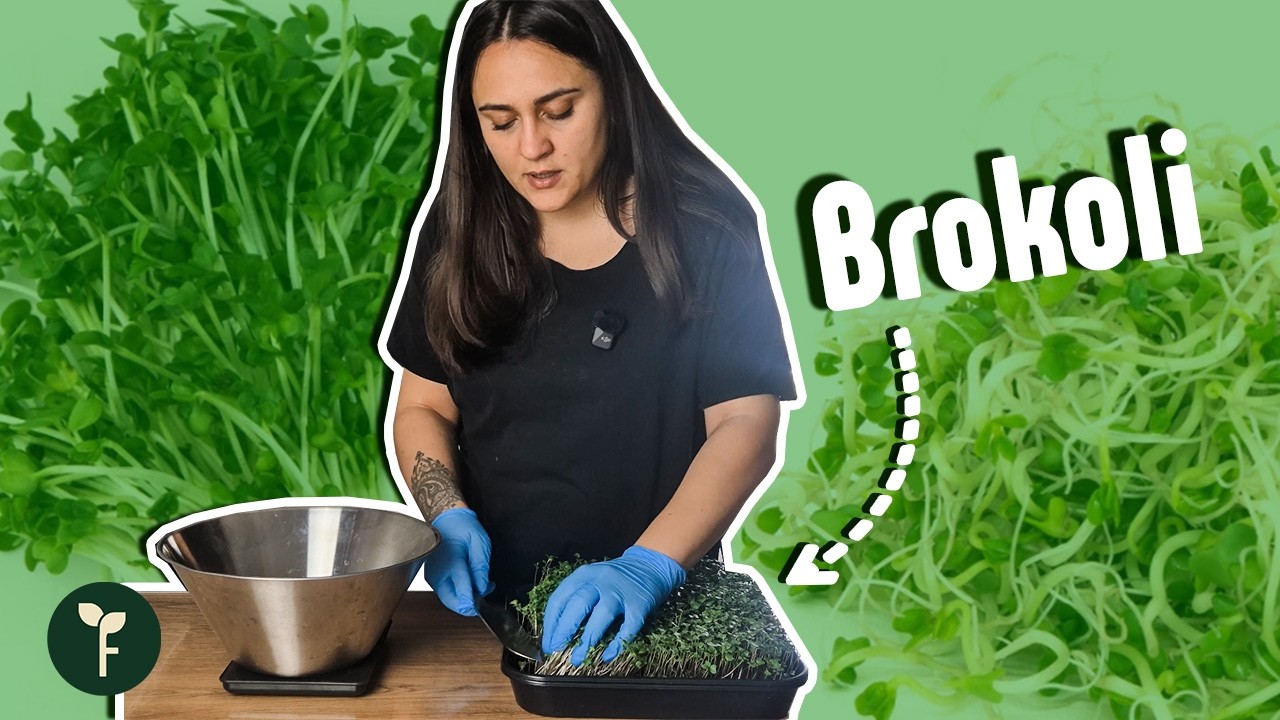Brokoli Mikro Yeşilliği ve Mikro Filizi Nasıl Yetiştirilir?