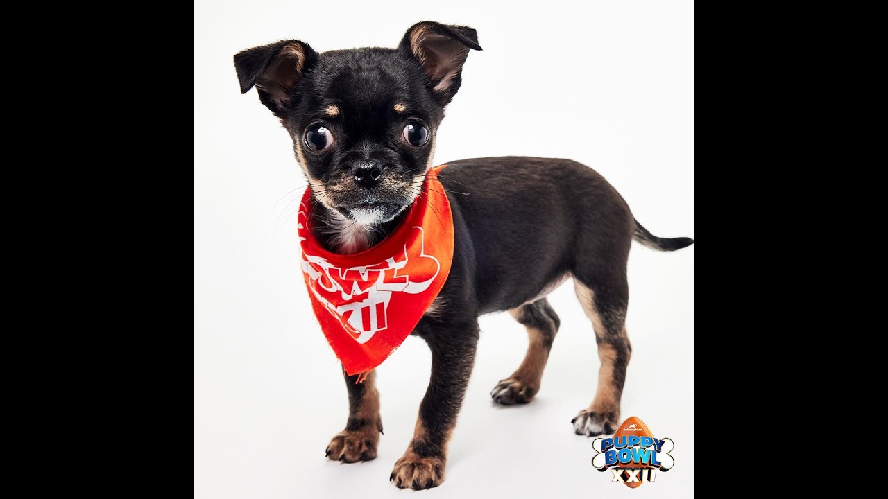 PKG: Sacramento shelter dog heads to Puppy Bowl XXII!