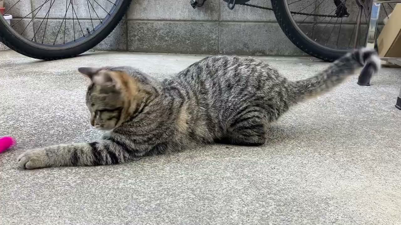 【子猫】インゲン豆、失敗【若猫】