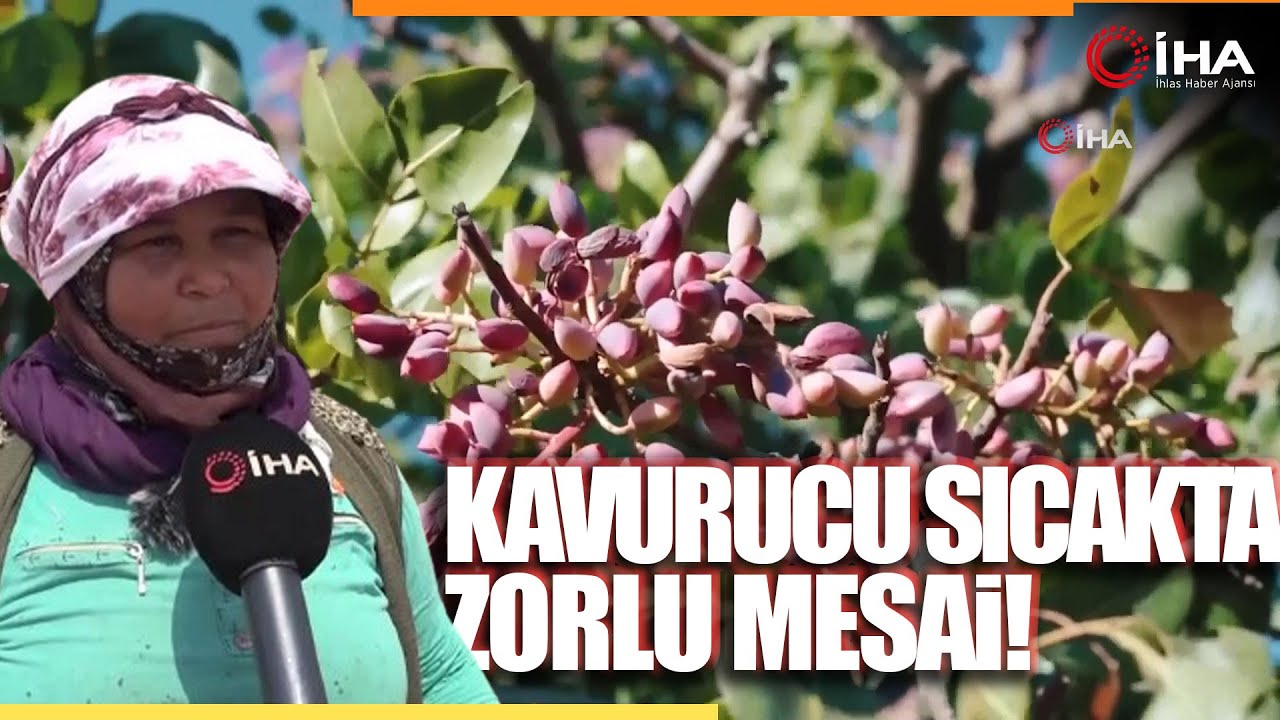 Tarım İşçisi Kadınlar, 40 Derece Sıcakta Antep Fıstığı Hasat