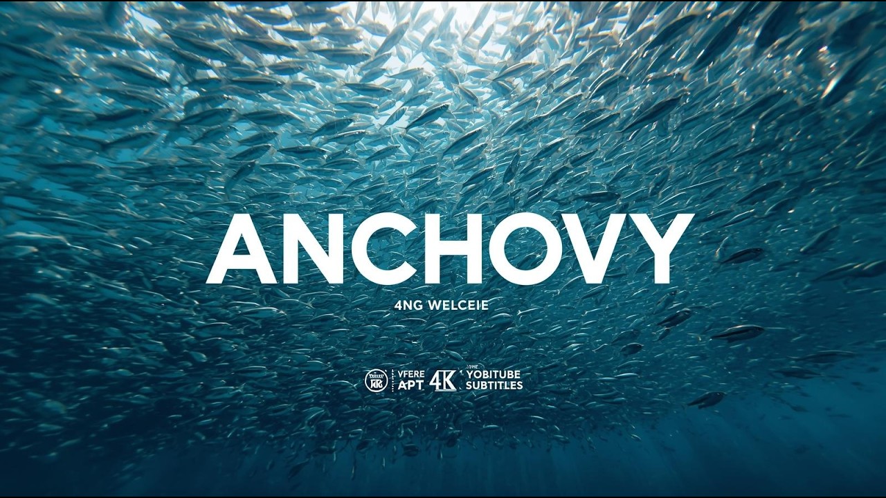 Anchovy | The Small Fish That Feeds the World