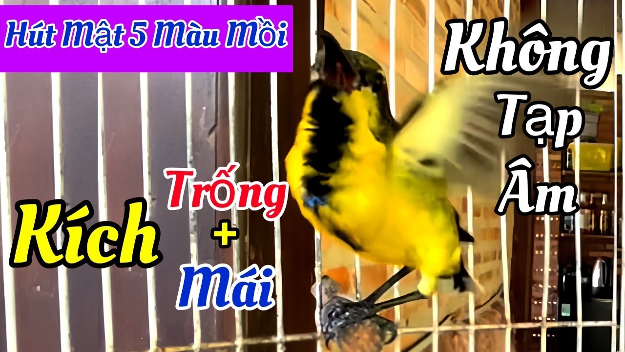 Tiếng Hút MẬT 5 MÀU MỒI Kích Trống Mái Cực Hay, Chuyên Dùng Bẫy Loa Loa Cực Nhạy Bổi