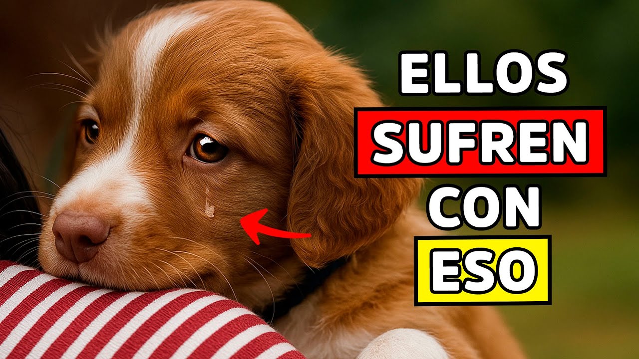 7 COSAS que haces CADA DÍA y ROMPEN el corazón de tu PERRO (¡sin saberlo!)