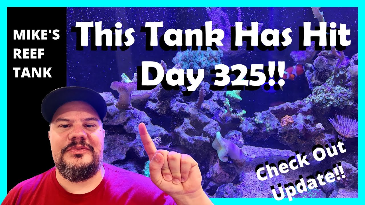 325 Days of Growth! 20 Gallon Nano Mixed Reef Tank Update