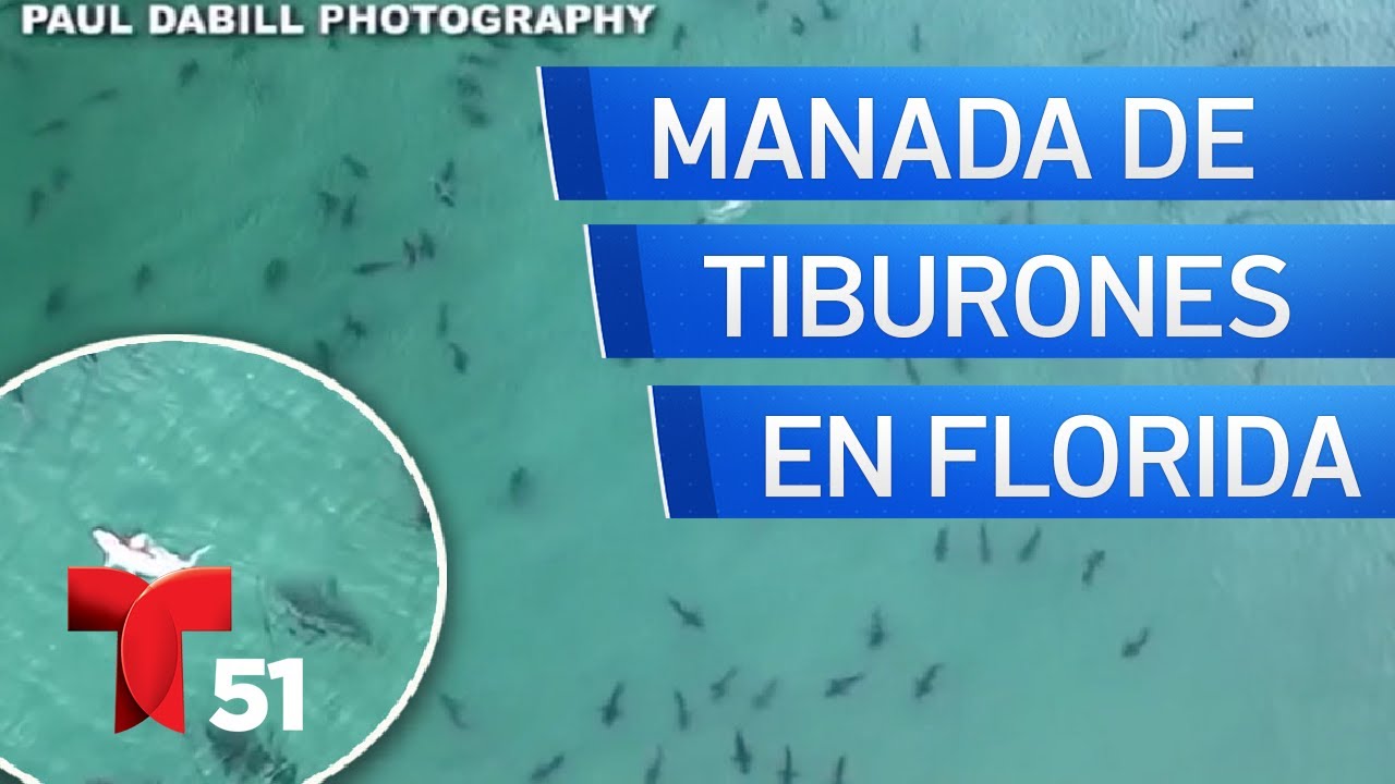 Manada de tiburones irrumpe en playa del sur de la Florida