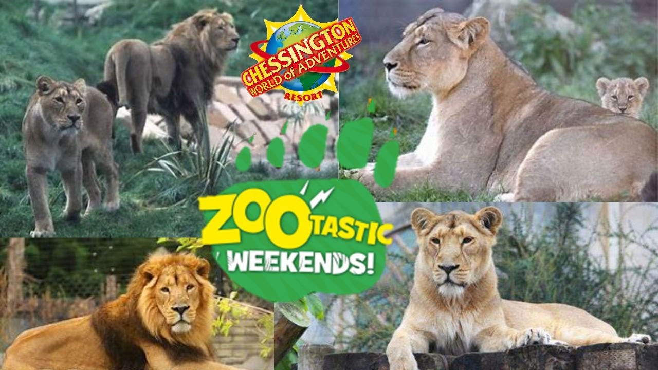 Asiatic Lion Talk Zootastic Weekends 2023 at Chessington World of Adventure