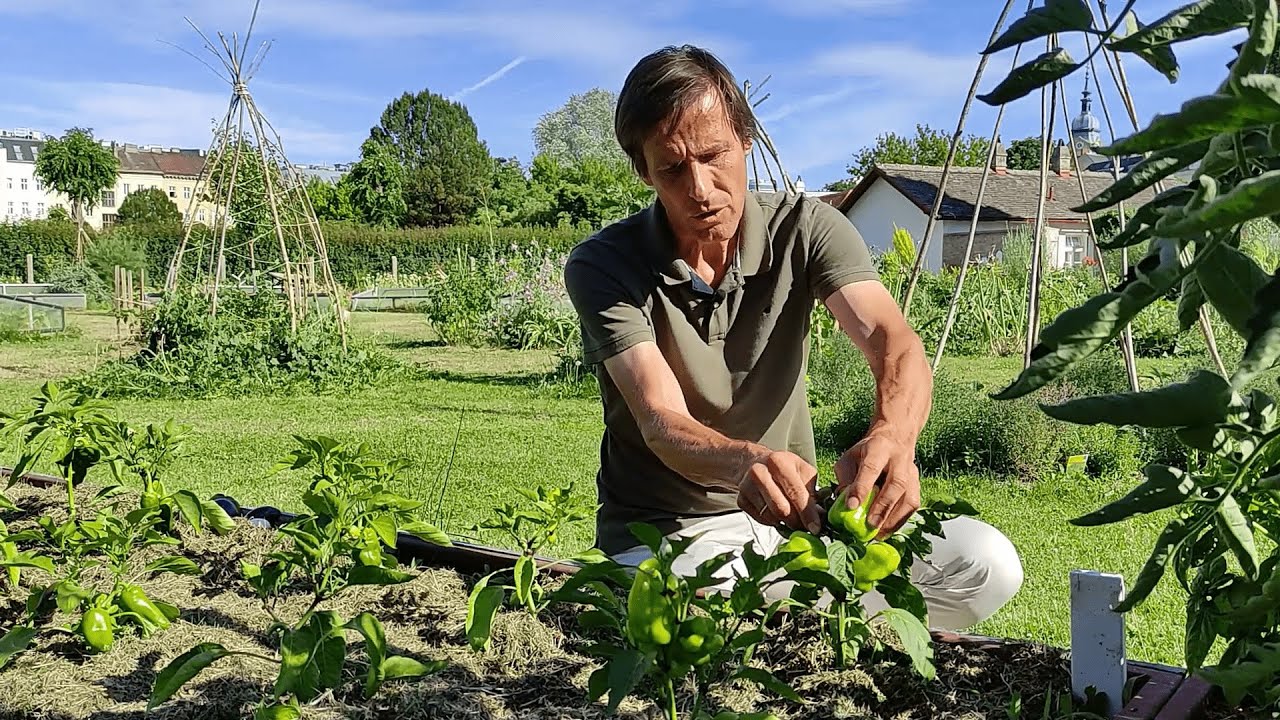 Gartenrundgang im Juli 👨‍🌾 Ernte & Pflegetipps für Artischocken, Tomaten 🍅, Paprika 🌶 uvm 🍀