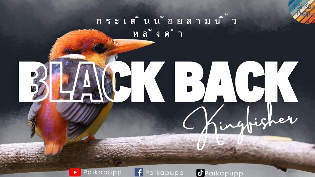 นกกรกะเต็นน้อยสามนิ้วหลังดำ // บีบี มาเยือนสวนรถไฟ - ไป กะ ปั๊ป