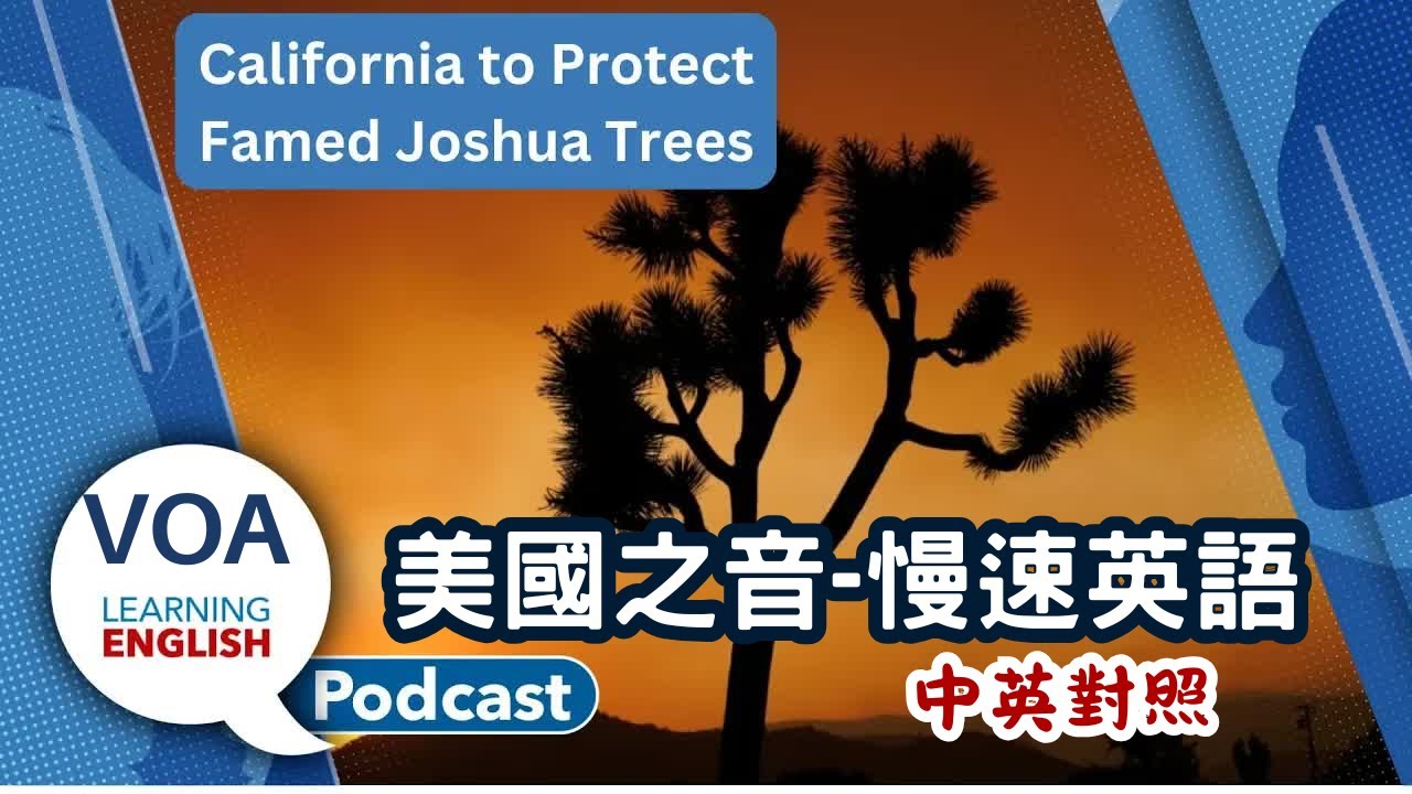 美國之音｜慢速英語 Podcast｜Waterless Venus, Card playing idioms, Joshua trees｜中英對照 | English Podcast