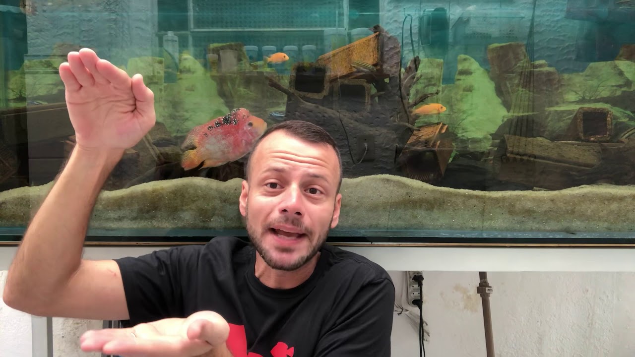 Minha amônia e nitrito não diminuem!??🤔🤔o que fazer!?