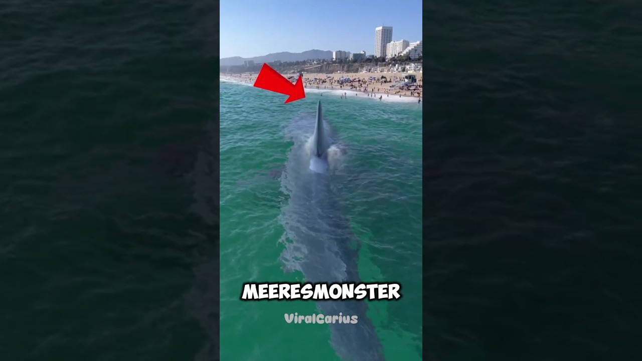 Diese Meeresmonster lassen dich nie wieder ins Wasser gehen! 😱🌊