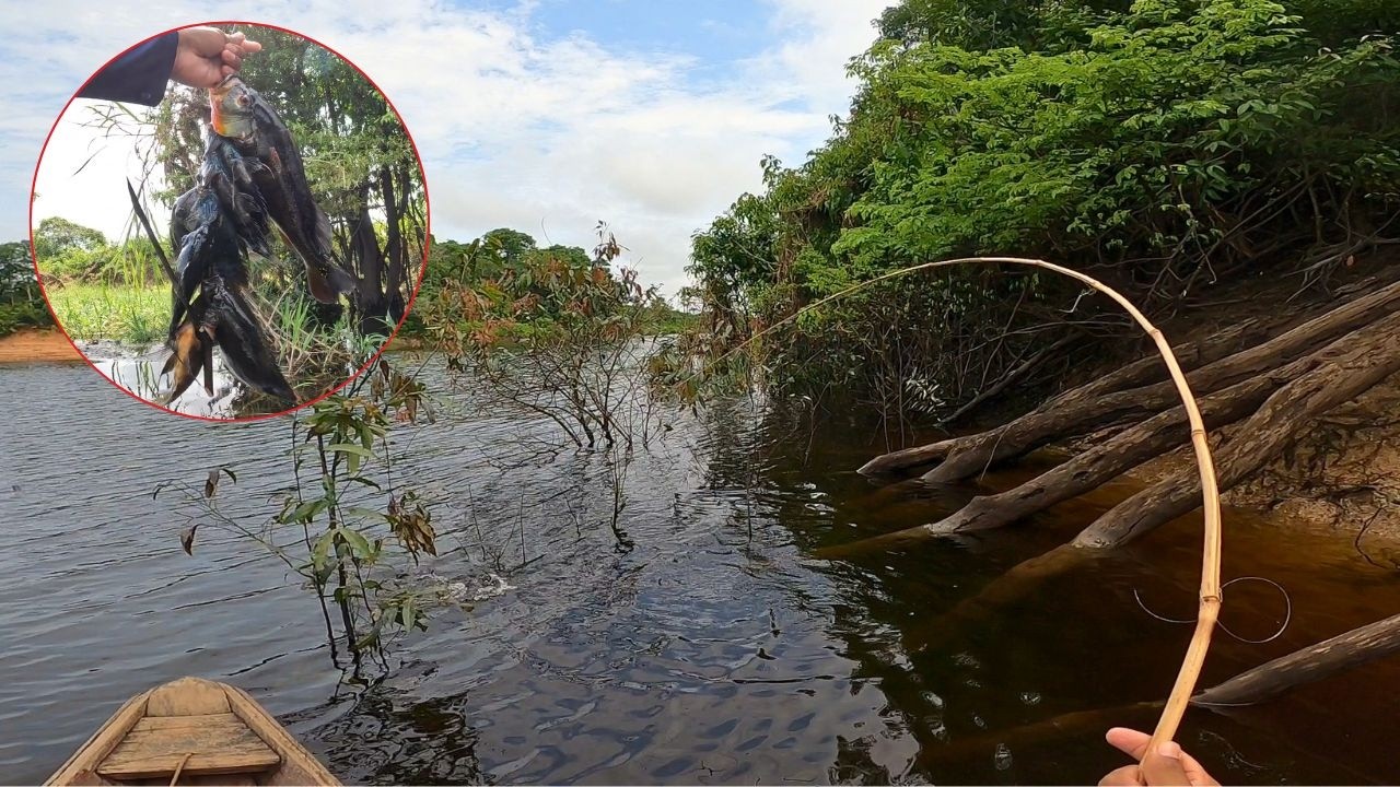 ESTAVA INFESTADO ERA MAIS PEIXE DO QUE ÁGUA NA VARINHA DE BAMBU. PESCANDO COM CAMARÃO