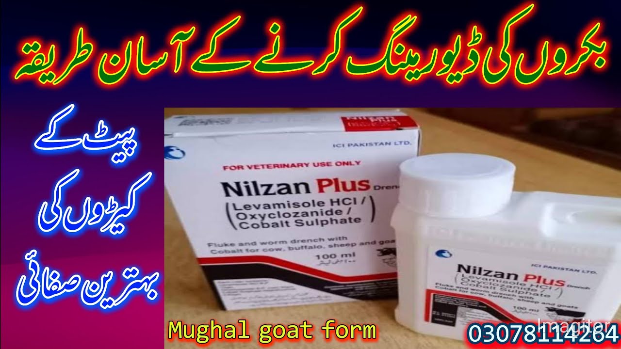 Method of Deworming goats//بکروں کی ڈیورمینگ کاآسان طریقہ //nilzan plus sy.......Anas Mughal