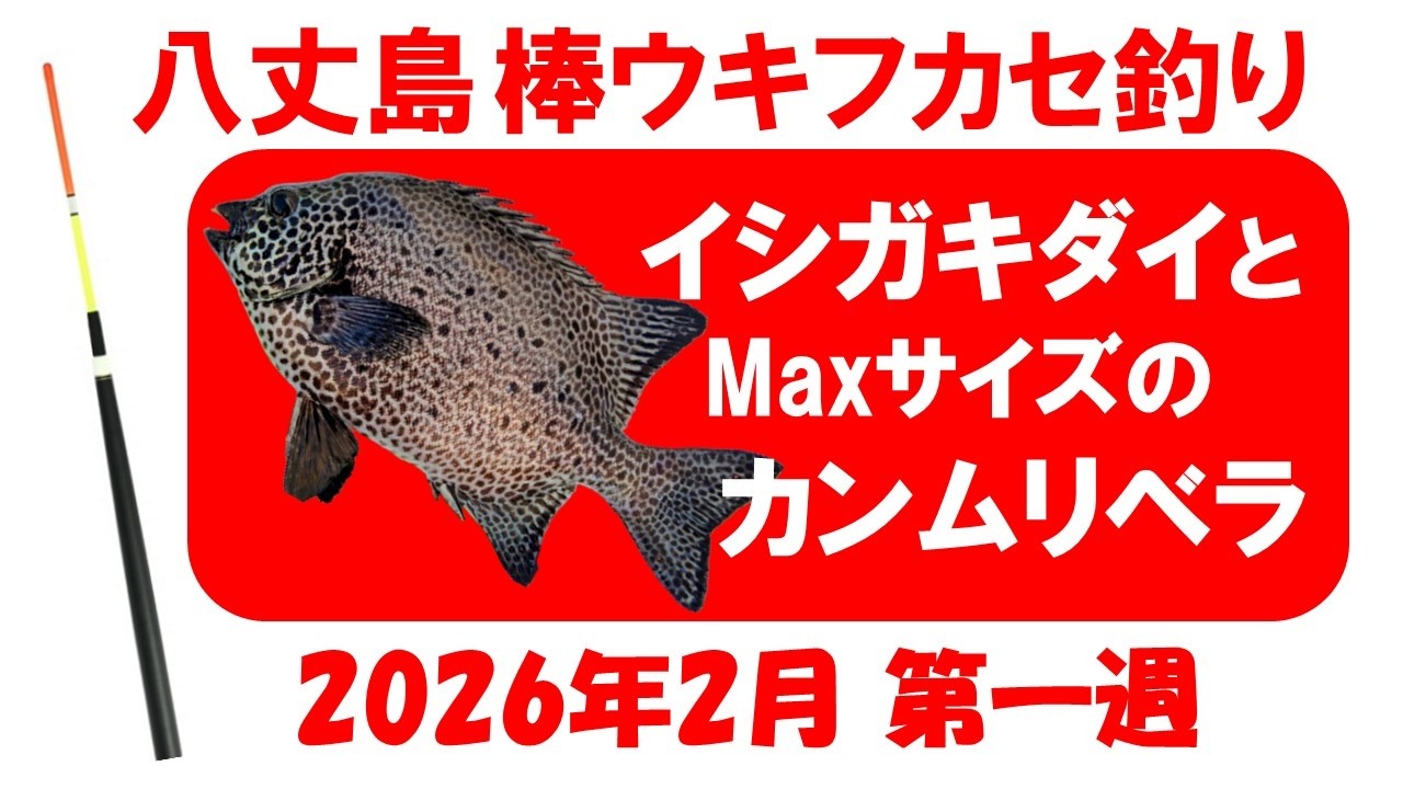 イシガキダイとMaxサイズのカンムリベラ