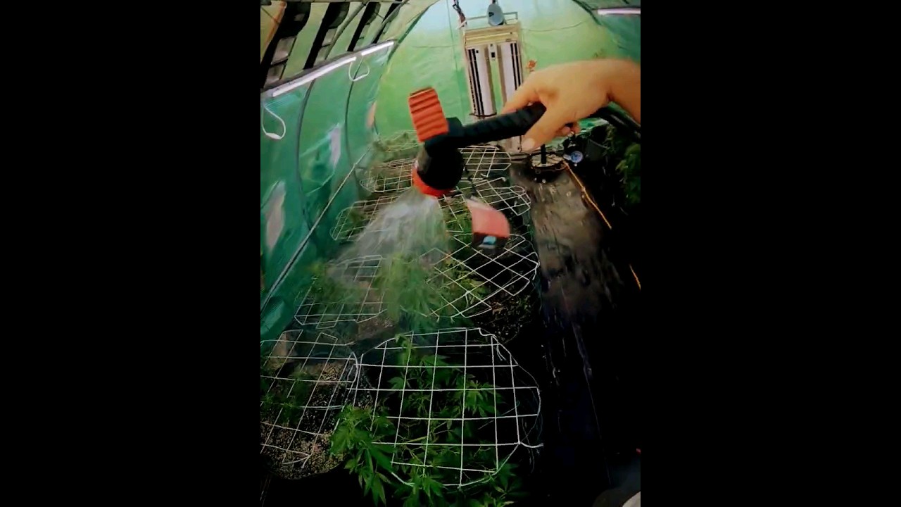 Hemp Garden 305