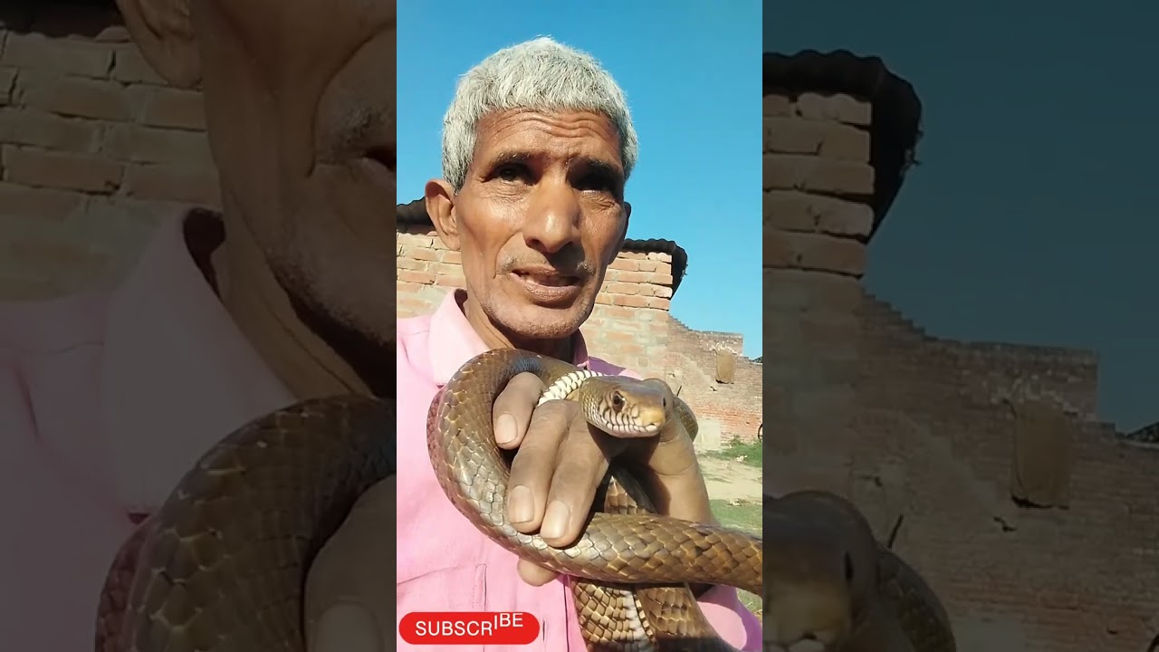Lalaram snake rescue 72518 20374 contact ##snake #funny #ekmotahathighumechala #cobra #kingcobra 