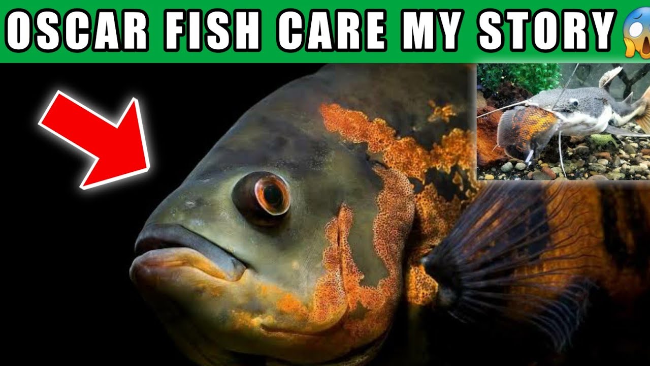 Oscar Fish Care With Price | Tank Setup | Tankmates | Oscar Fish Food | Swim bladder diseases india