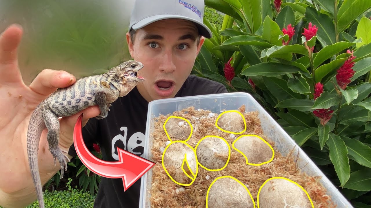 THE BABY RHINOS ARE HATCHING !