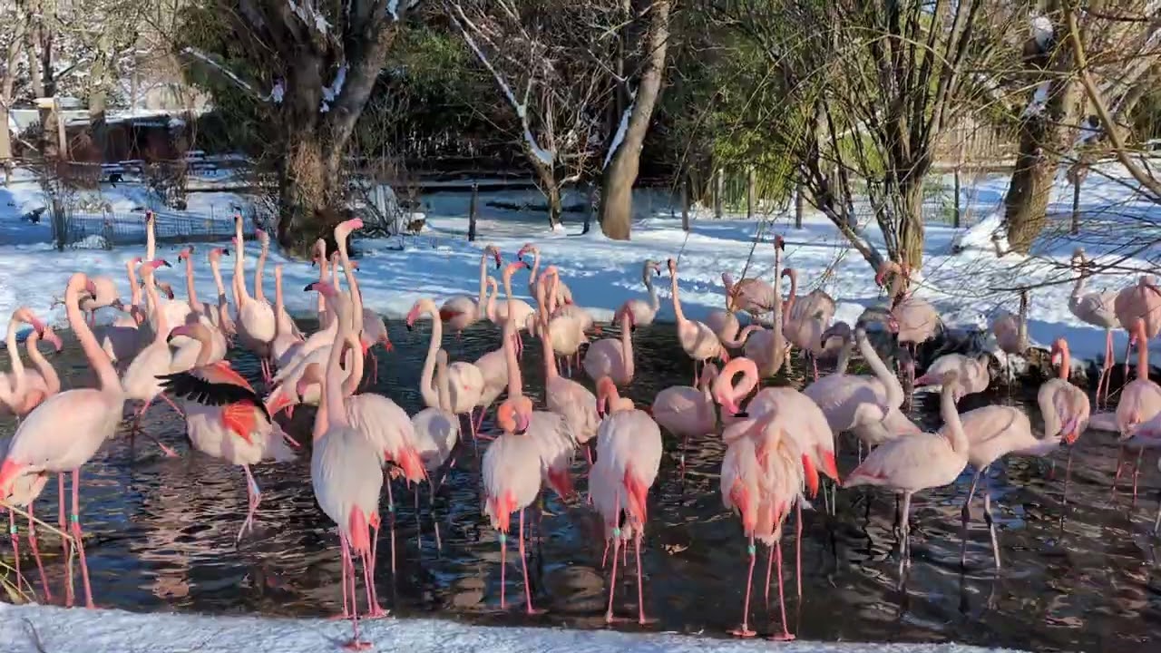 Greater flamingo (Phoenicopterus roseus) courtship display in the snow at Prague Zoo 