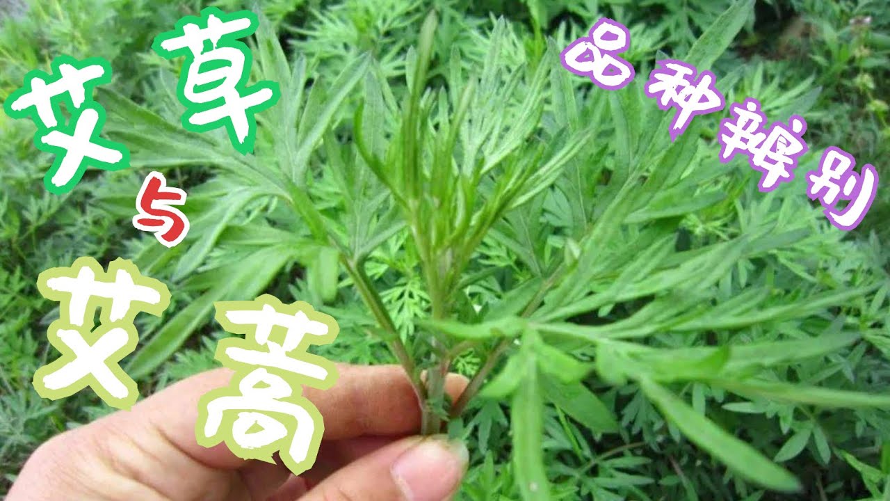 艾草与艾蒿 五月艾 南艾 北艾 蒙古艾 野艾蒿 艾 蕲艾 阴地蒿 魁蒿 牛尾蒿
