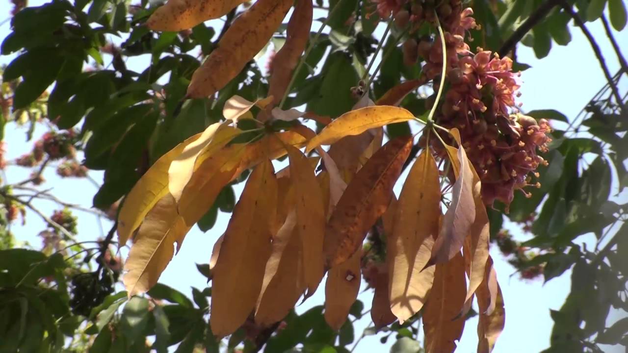 Ceiba pentandra in full bloom