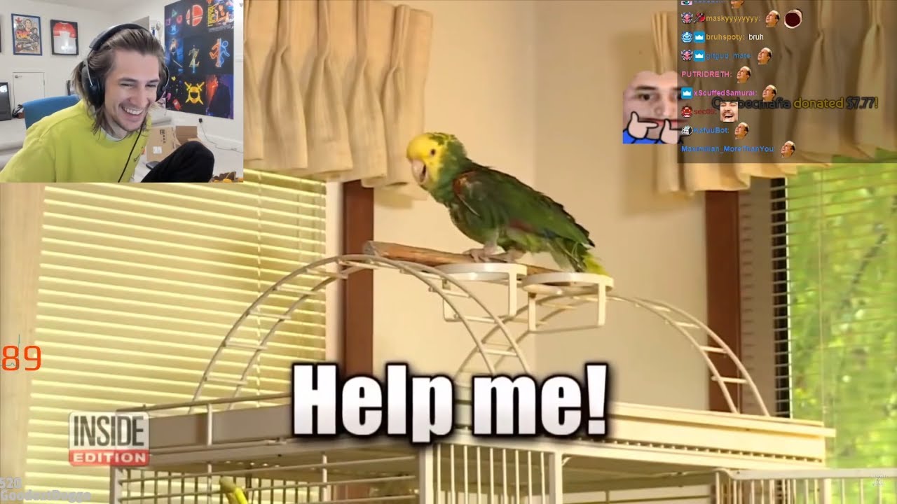 xQc Reacts to Inside Edition (Larry King, Wild Parrot, Tom Hanks) with Twitch Chat