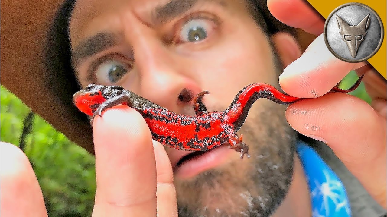 This Tiny Newt Can Kill You!