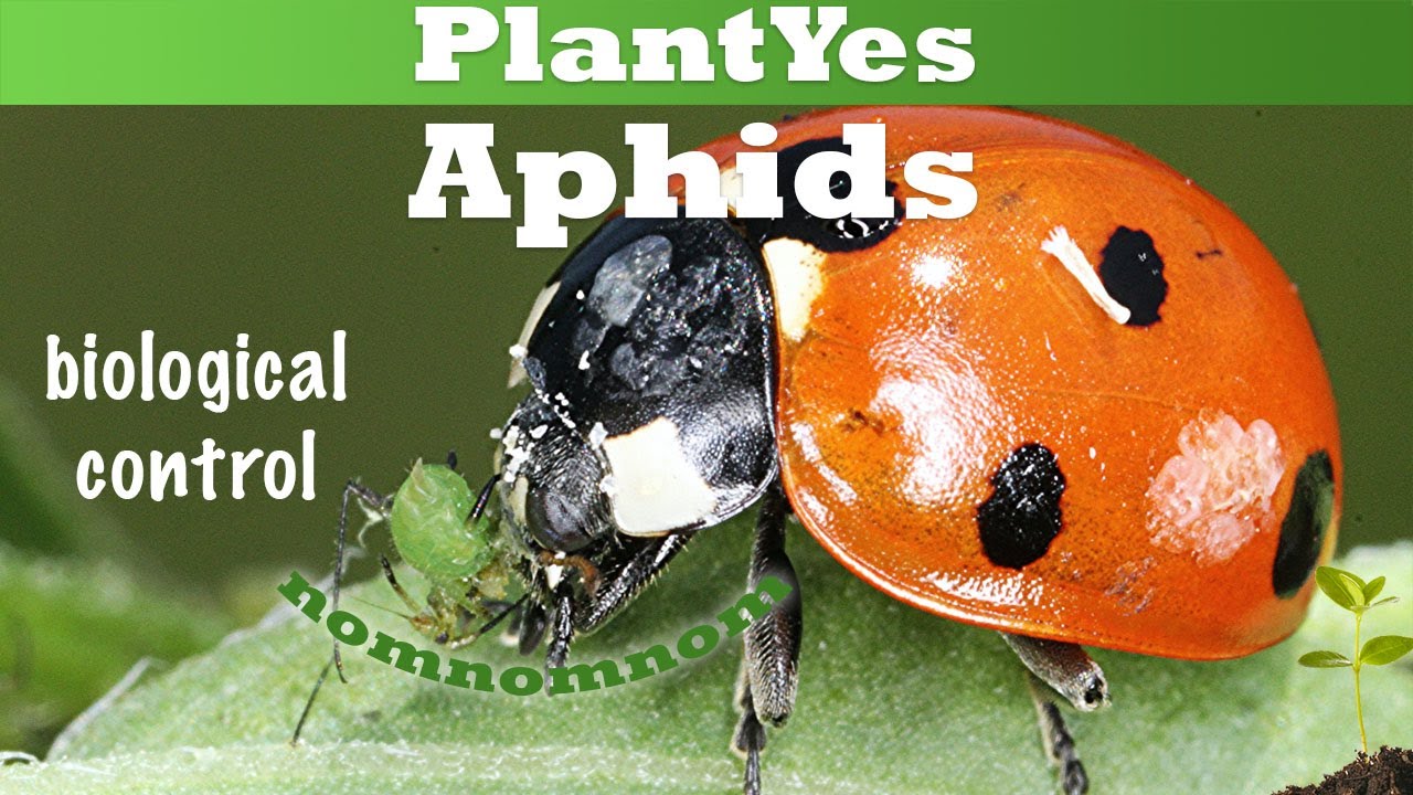 🐞 Ladybugs against Aphids 🐞 Natural Crop Protection 🛑 [Plant Pest]