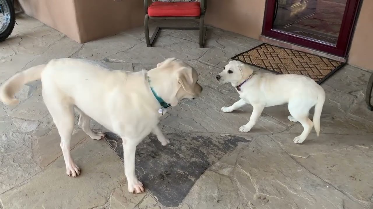 Adorable Puppy, ZOEY, Visits Casa HDL & Plays with her Brother, CEDAR #puppy #labrador
