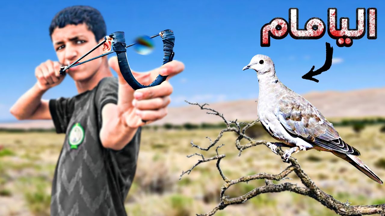 تحدي البقاء: صيد الحمام البري بالجباد–هل سأنجح؟ الصيد والطبخ: zhrawi Anas