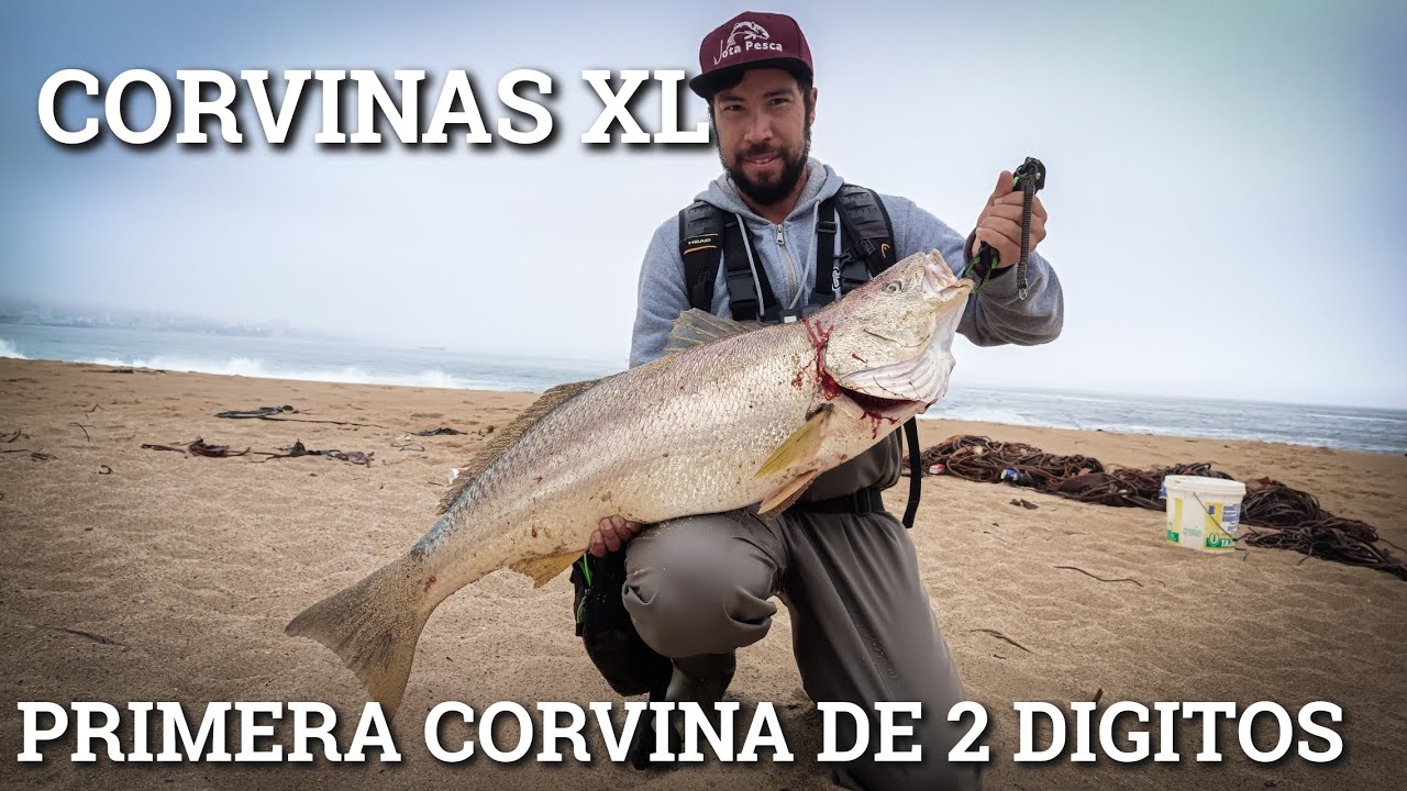Mi Primera Corvina de 2 Dígitos !!!