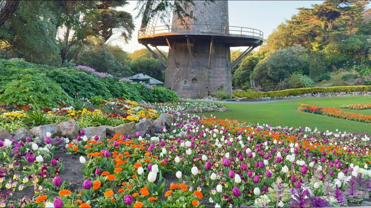 Queen Wilhelmina Tulip Garden in Full Bloom! 🌷 Dutch Windmill San Francisco Must-Visit Spot  🌸