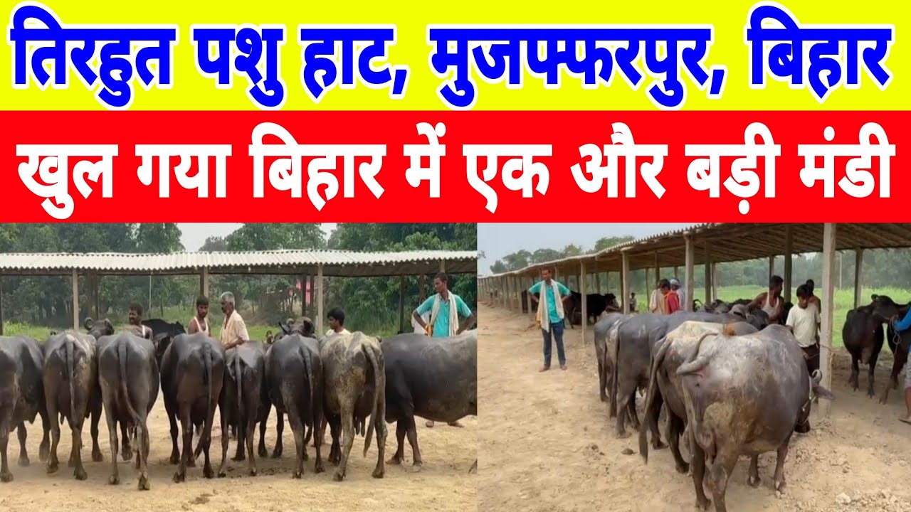 तिरहुत पशु मंडी मुजफ्फरपुर में गाय भैंस की सबसे कम कीमत/tirhut pashu mandi mujjfarpur bihar 2024 ||