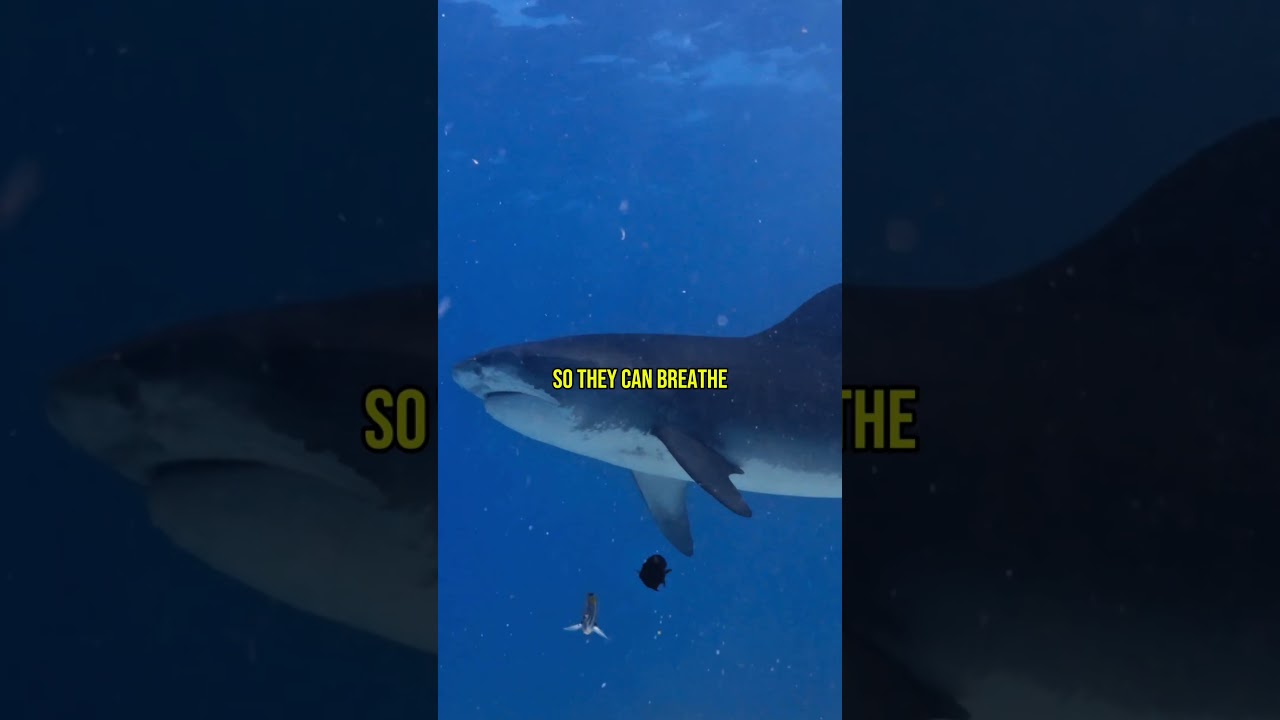 Sharks Never Stop Swimming&hellip; Or They Die 🦈 | Epic Discoveries