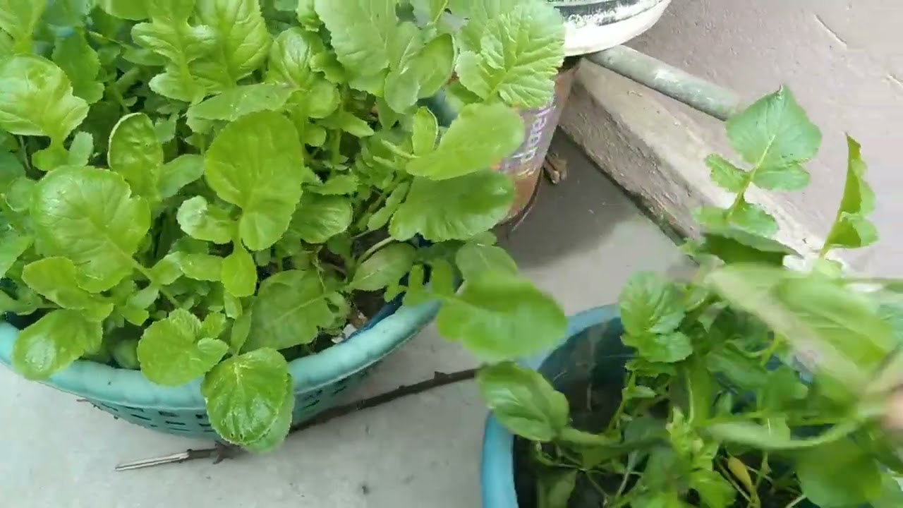 আজ ছাত বাগানে আলুশাক মুলোশাক ও লাউ তুললাম চলুন দেখি 